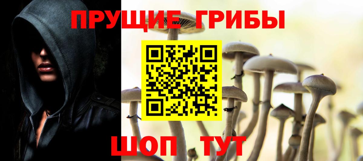 Богданович  Галлюциногенные грибы Psilocybe  Вход с VPN 